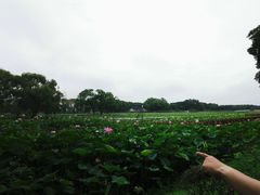 -洪湖生态旅游区