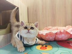 -喵zoo家庭繁育猫舍(尖东智能花园店)