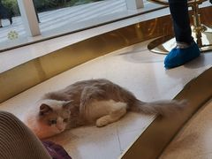 -飞行喵MR PILOT|猫舍·猫咖(静安大融城店)