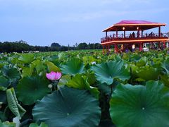 -嘉北郊野公园