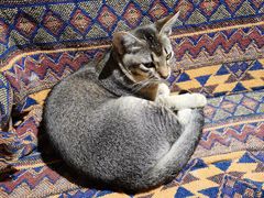 -喵屿·大理花园猫咖