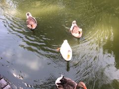 -上海千禧海鸥大酒店