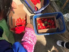 -小鱼草莓采摘园农家乐·小鱼餐厅