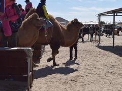 -库伦旗银沙湾旅游景区
