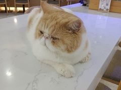 -喵园·猫主题咖啡厅·撸猫·猫咖(国贸店)