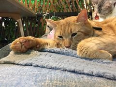 -李小姐の猫咖啡馆(五角场店)