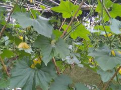 -广州国际生物岛山地公园揽胜园