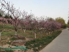 -永定河休闲森林公园