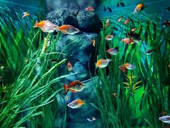-上海海洋水族馆