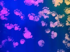 -福州罗源湾海洋世界旅游区