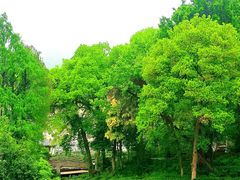 -野蔓果·山野菜(西湖景区·龙井茶田店)