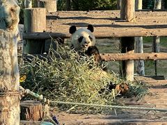 -西霞口神雕山野生动物世界