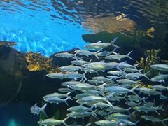 -华夏文旅海洋公园