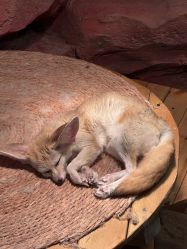 -Zoolung Zoolung动物主题公园(海信广场店)