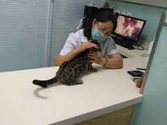 -瑞派·关忠动物医院·异宠专科·犬猫肿瘤·皮肤专科(望京店)