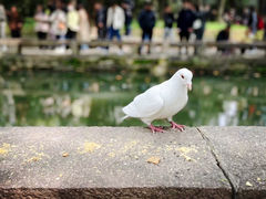 -西园寺