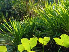 -中国科学院西双版纳热带植物园