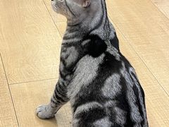 -Let's go狗咖·猫咖·奶狗·桌游(春熙路IFS店)
