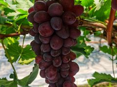 -金谷域澳洲庄园