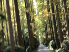 -东平国家森林公园