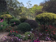 -深圳仙湖植物园