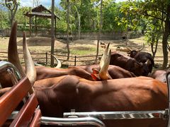 -清迈夜间动物园