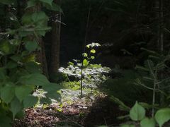 -五营红松林海景区