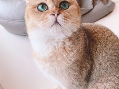-飞行喵MR PILOT|猫舍·猫咖(静安大融城店)