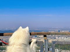 -紫金山山顶公园