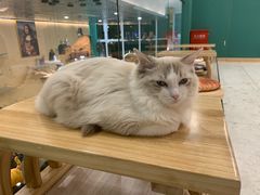 -飞行喵MR PILOT|猫舍·猫咖(静安大融城店)