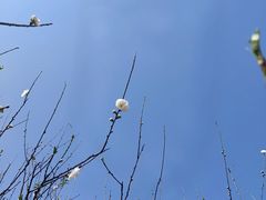 -南国桃园旅游度假区