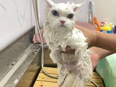 -喵百万·布偶·蓝金金渐层英短·猫舍(百子湾店)