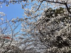 -高东镇樱花园