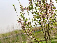 -洨河生态公园