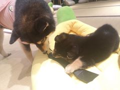 -逗柴咖啡屋·狗咖猫咖宠物桌游