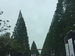 -黄海国家森林公园