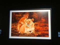 -罗红摄影艺术馆