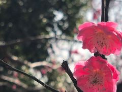 -无锡梅园公园