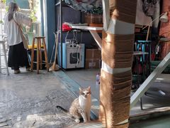 -喵屿·大理花园猫咖