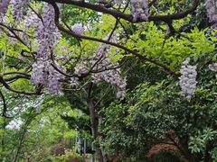 -嘉定紫藤园