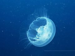 -左海海底世界