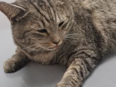 -宠物星动物医院·眼科·异宠·猫科(江南大道总院)