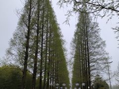 -黄海国家森林公园