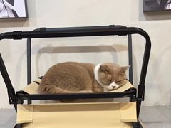 -伟伟宠物医院·CT影像中心·瑞派犬猫综合性门诊(汉口总院)