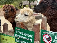 -上海野生动物园