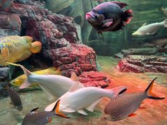 -上海海洋水族馆