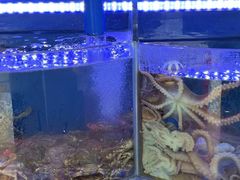 -日照大牌檔•小船海鲜(万平口店)