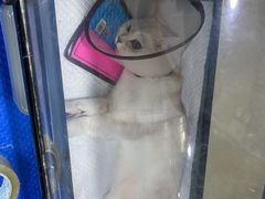 -美联众合动物医院(·中兽医·疑难杂症·严家桥分院)