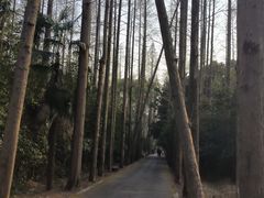 -东平国家森林公园