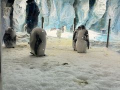 -帝企鹅自助餐厅•儿童岛•真企鹅(长隆企鹅酒店)